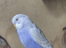 Budgies