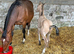 Brood mare Irish sports.