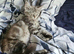 Female main coon kitten