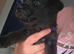 Patterdale puppies