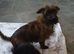 2 boys left out of three looking for new  loving homes