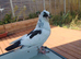 Young pigeons
