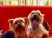 Purebred Yorkshire Terrier (Yorkie) puppies