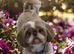 2 Beautiful Choc parti Imperial Shih Tzu bitches
