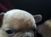 2 male french bulldog