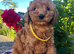 Cocker x poodle puppies