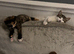 Siblings need a home