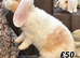 Young Mini Plysh Lops available. Hypoallergenic fur.
