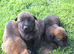 Malinios cross dutch herder pups
