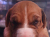 Bull Terrier Cross Puppies
