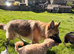 German shepherd Girl