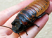 Madagascar cockroach