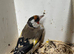 Goldfinch cock