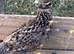 Reeves pheasants breeding pairs