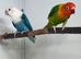 Pair of Fischer lovebirds