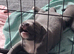 Staffordshire bull terrier puppies for sale