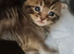 ORIENTAL BENGAL X ASIAN MAU KITTENS 1 BOY 1 GIRL LEFT both parents can be seen