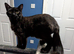 Two male half maincoon cats for rehoming