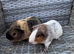 Young boars now &pound;15 the pair