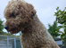 Miniature Poodle Puppies (Blue Merl & Black)
