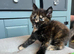 5 beautiful half Maine coon female kittens
