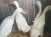 Quartet of white runner ducks