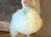 Brahma chicks available