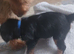 Yorkshire terrier puppies
