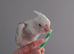 Hand reared silly tame DNA sexed baby cockatiels