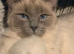 Ragdolls kittens Boy & Girl