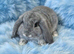 Last little boy mini lop carriers plush