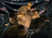Indian Runner Ducklings