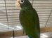 Hand reared baby white caped Pionus