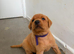 KC Fox Red Labrador Puppies