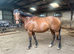 16hh 8yr Chunky tb mare for sale