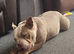 Pocket bully female