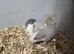 Female friendly rats