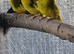 4 beautiful kakariki chicks available to reserve only til mid/late june