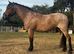 Stunning PB Newforest Gelding