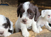 FARM BRED Jack Russell puppies