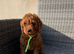 Beautiful Cavapoochon puppies