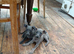 6 gorgeous whippet pups