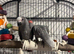 READY BEAUTIFUL African grey baby&rsquo;s