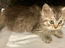 3 Stunning Persian Kittens left