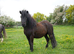 Registered Standard Shetland Gelding