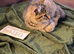 4 beautiful kittens looking for new adventures.