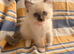 5 beautiful ragdoll kittens