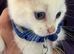 RAGDOLL X RAGDOLL BSH pure white Ready now!