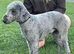 Bedlington x whippet pup