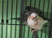 Bengalise finch